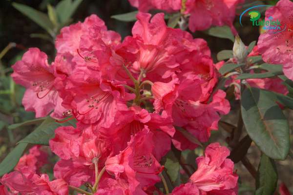 Rhododendron Odessa